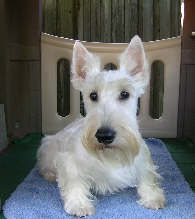brighton puppy rescue brighton brighton puppy rescue brighton